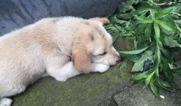 狗狗最新爆料视频下载大全,萌宠瞬间，笑料横生